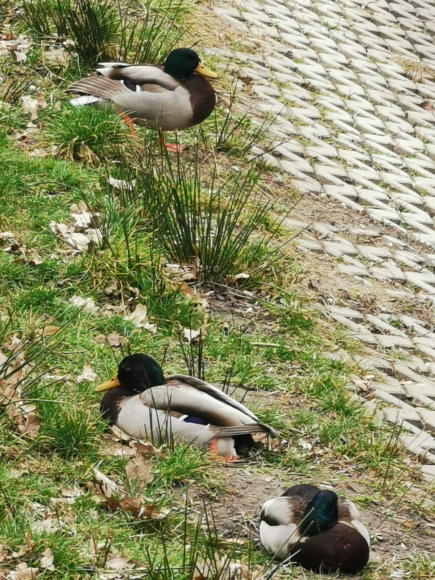 livebirdspoland_acf4140ed5f2a5c9152cda92c687e8e2.jpg