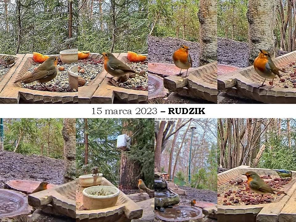 livebirdspoland_1903e5dc7caf4598d088f35fd4a45274.jpg