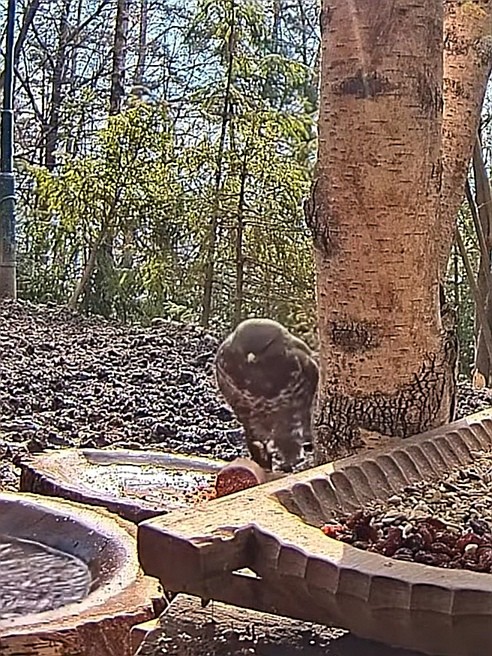 livebirdspoland_d9fac5e99a41301ccfda1f09377ec5e6.jpg