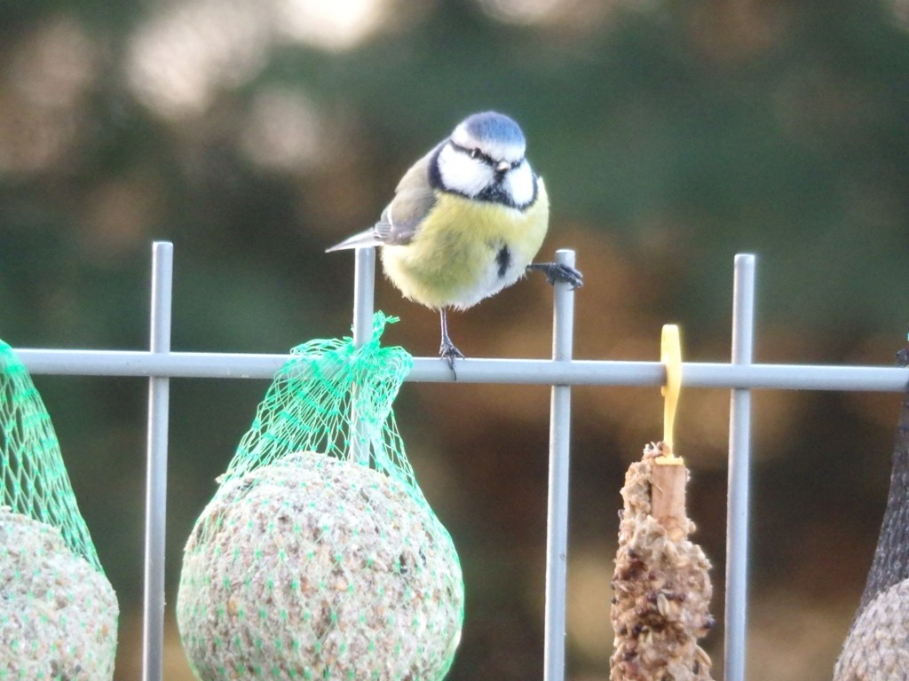 livebirdspoland_4baa4ee2f7d551d3e95f1736e6be30ab.jpg
