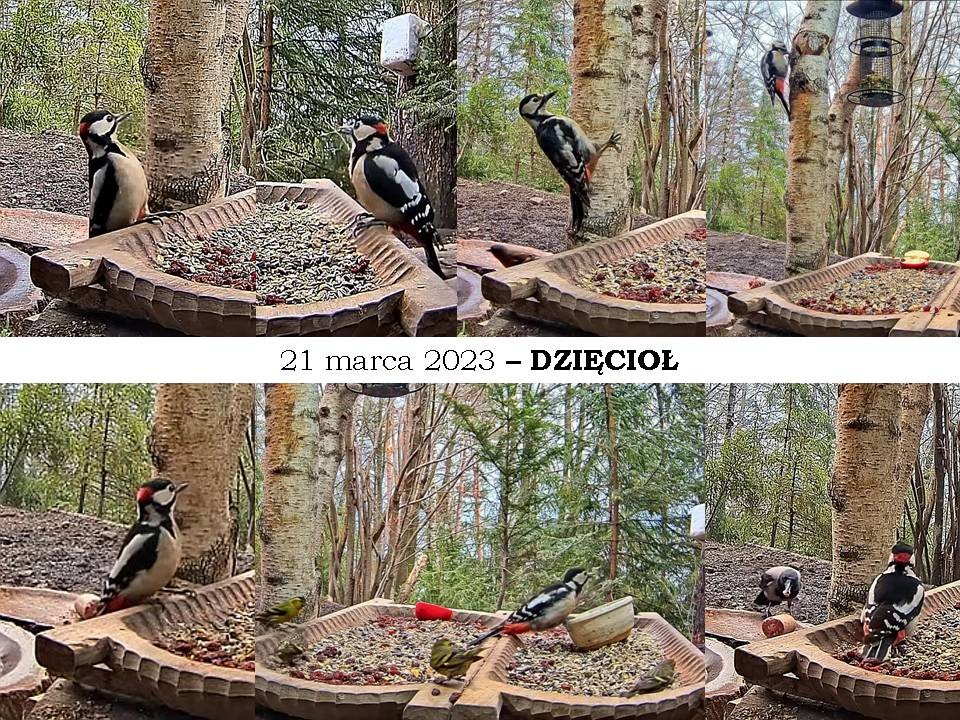 livebirdspoland_18bbaed6f7a1e923a684c47becceffff.jpg
