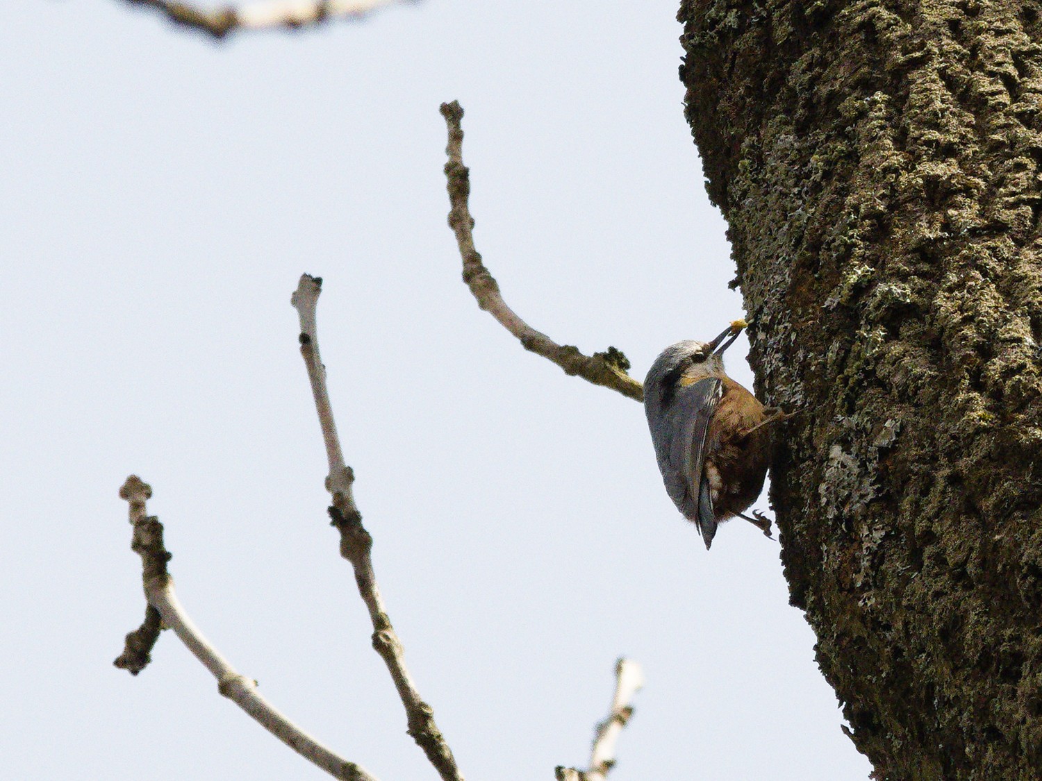 livebirdspoland_c124c4dc543b43155de0a5371038b7da.jpg