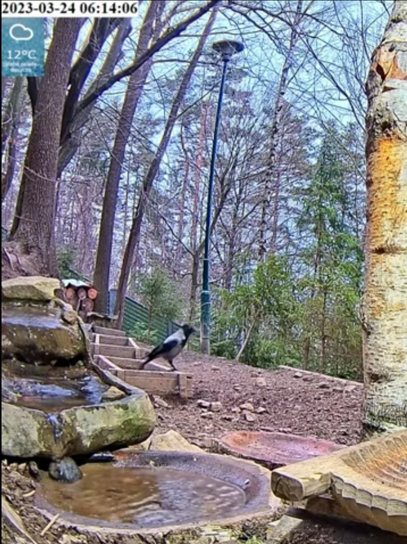 livebirdspoland_4aa39c58ef588b58a8b4dac40c7993e8.jpg