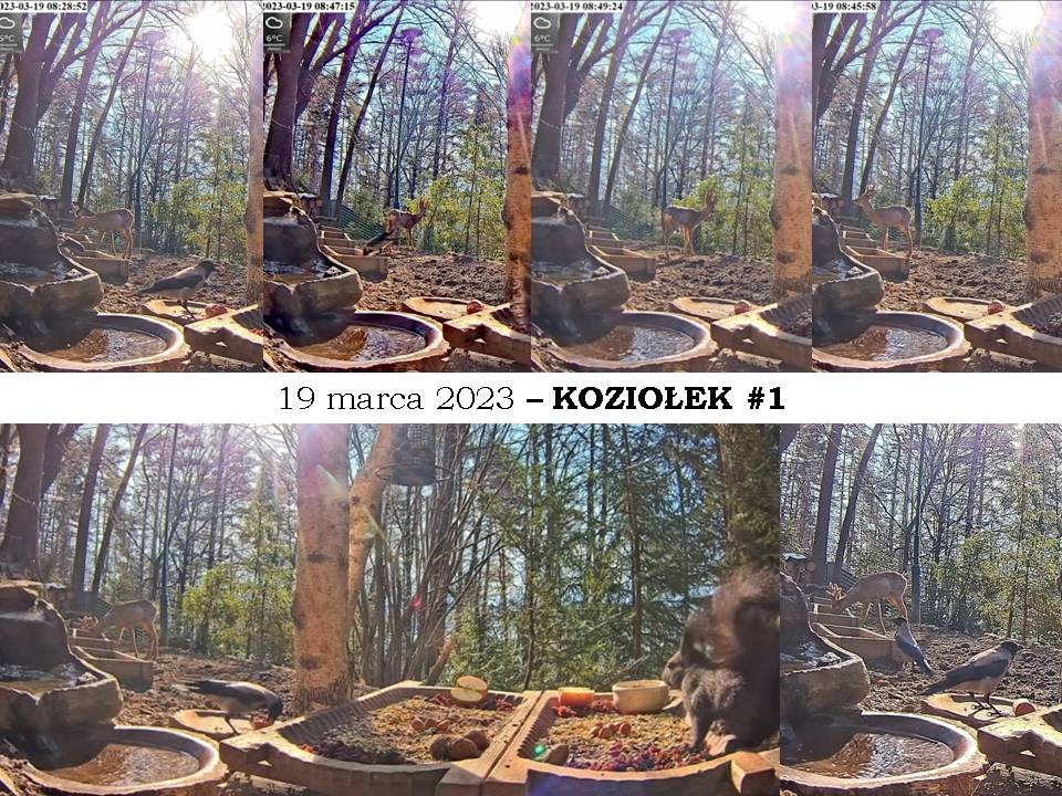 livebirdspoland_dac84404908a7271b3d20e0815810019.jpg