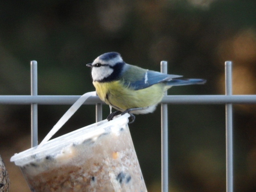 livebirdspoland_17b64cfed5c71c355b6ffa5711a06d32.jpg