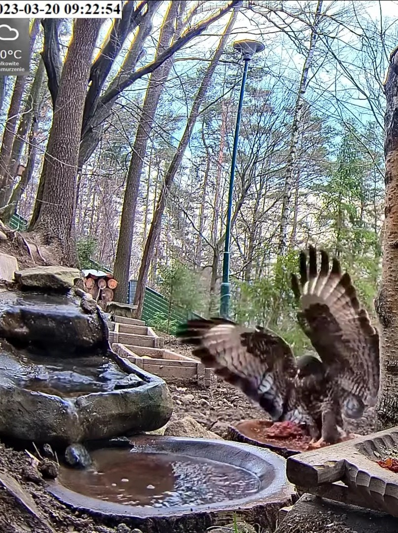 livebirdspoland_5c7a14296cde309b02d1889b700df718.jpg