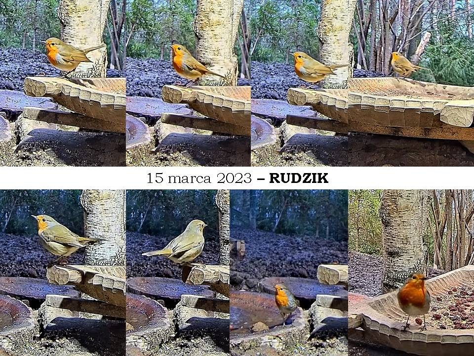 livebirdspoland_95fbd643db2e13fec8af01de14def180.jpg