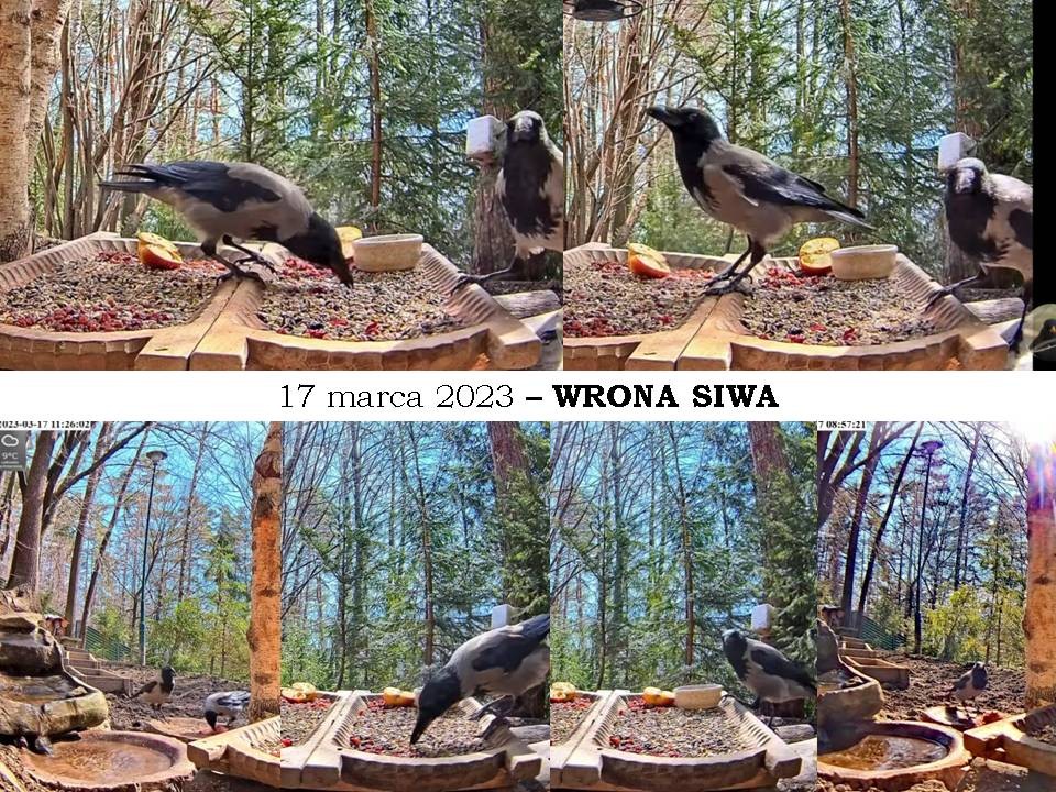 livebirdspoland_252a397f77b52c82c9d7012cbb053b55.jpg