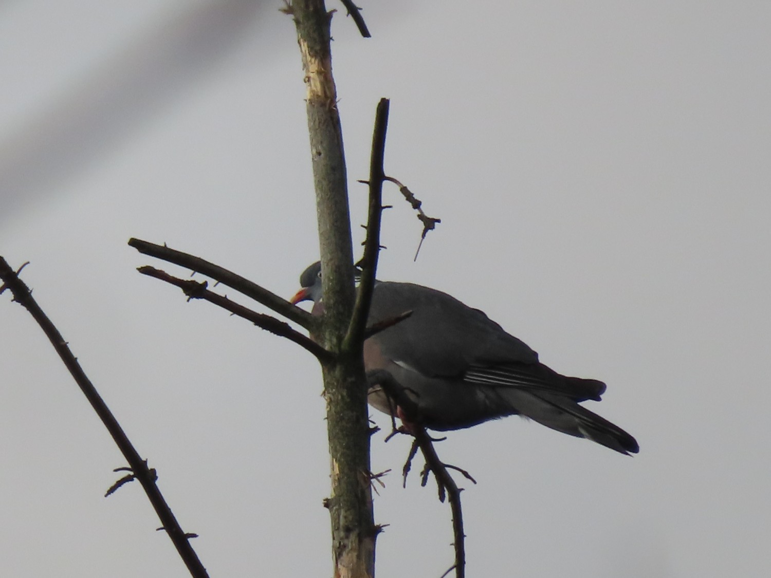 livebirdspoland_b6c1abc9e47c161e451d7ab6cb91c633.jpg