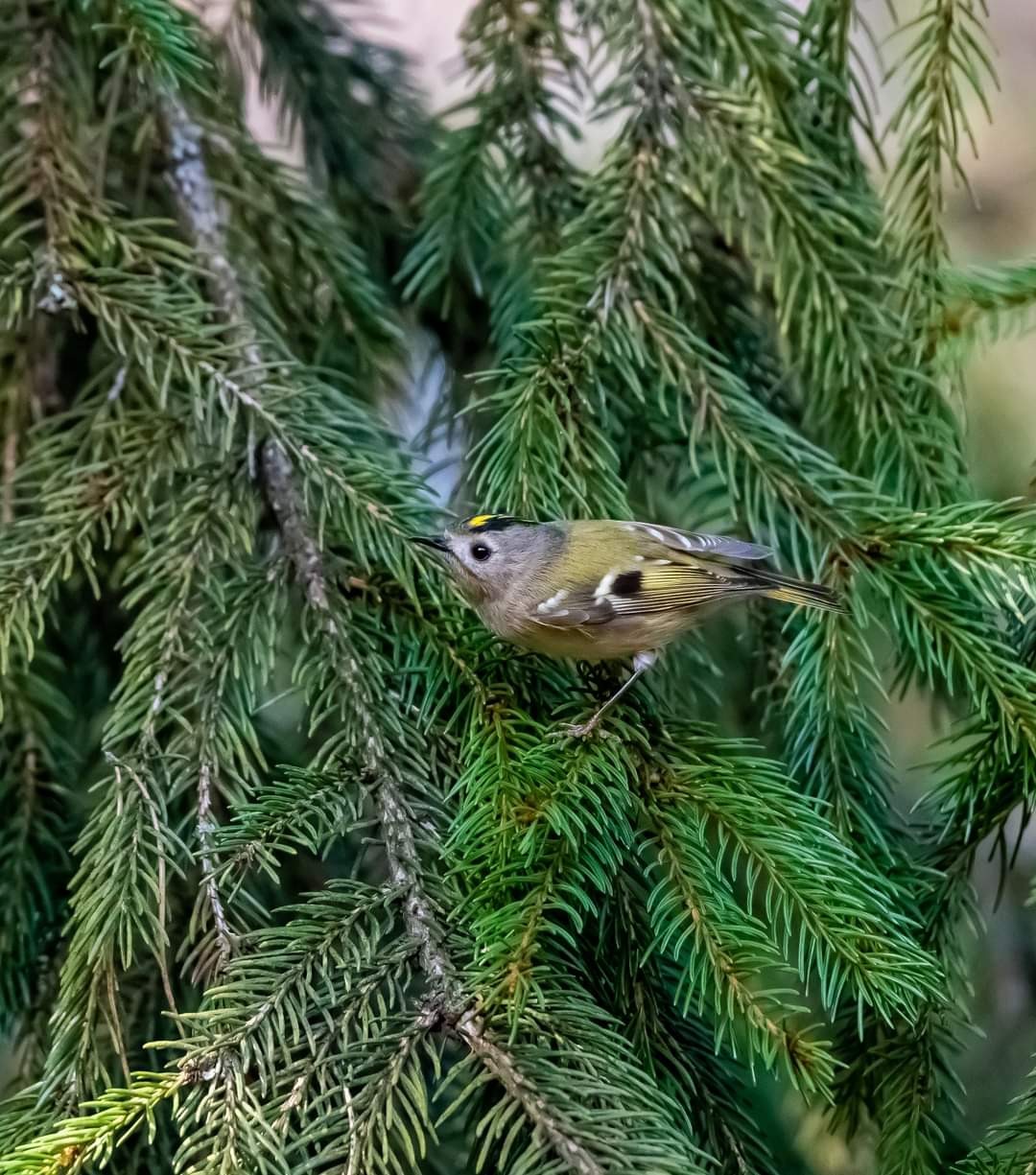 livebirdspoland_bf6e591998d924cd0f7dd54533fc1540.jpg