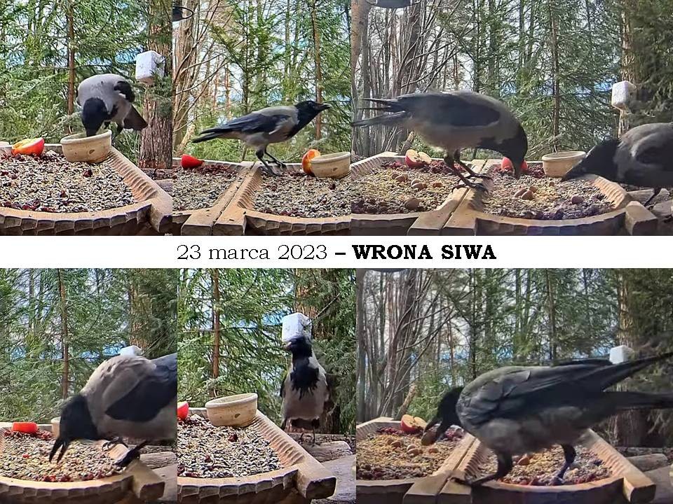 livebirdspoland_a3f8fa251e2bf11c5f2e4de588649b49.jpg