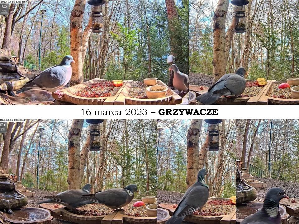 livebirdspoland_01adebdca4ada54413841dd3dc730e86.jpg