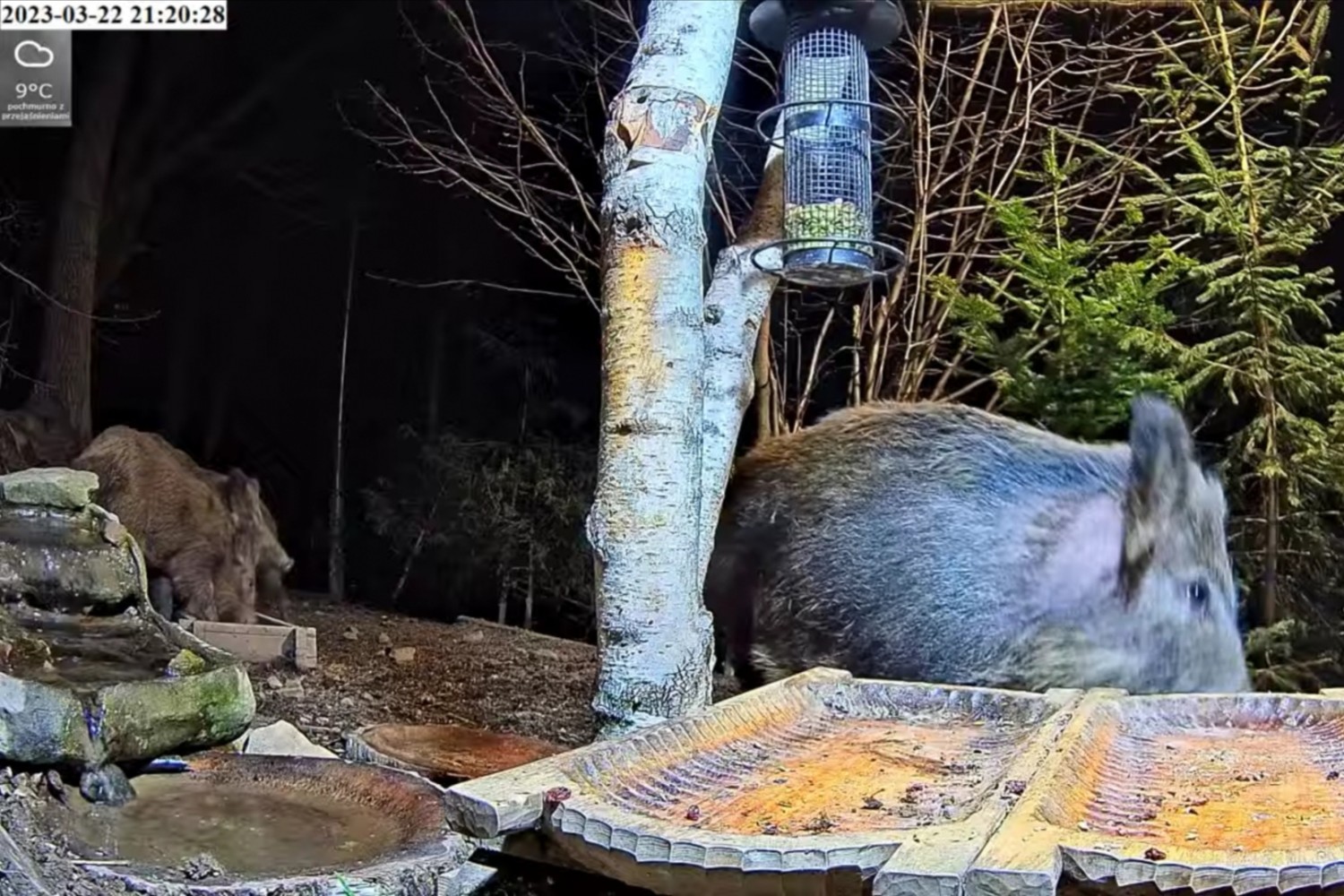 livebirdspoland_5b7195086eb11b2169892c2697b22df8.jpg