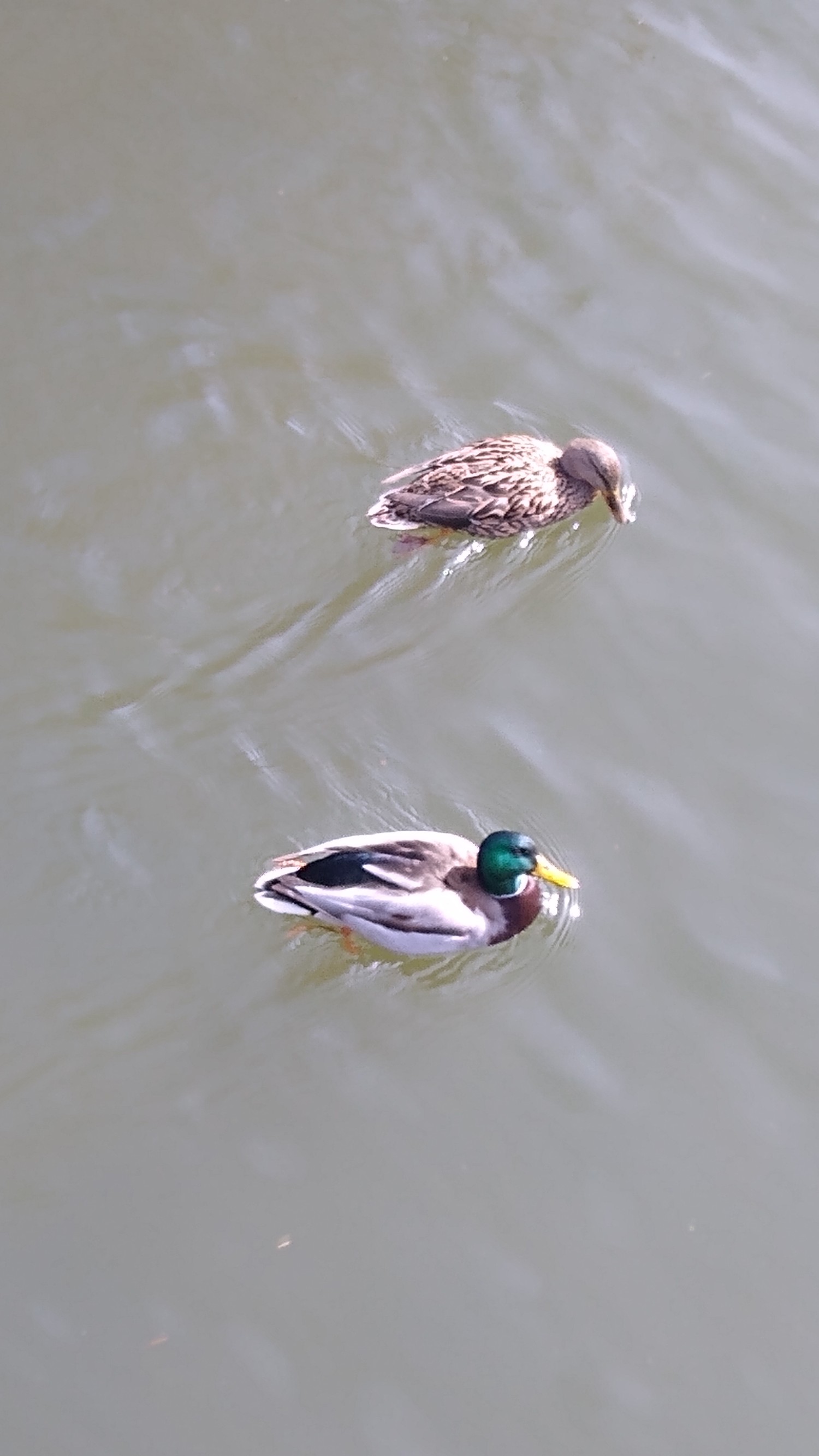 livebirdspoland_44ca695409407f7a9408dc2fa7afc171.jpg