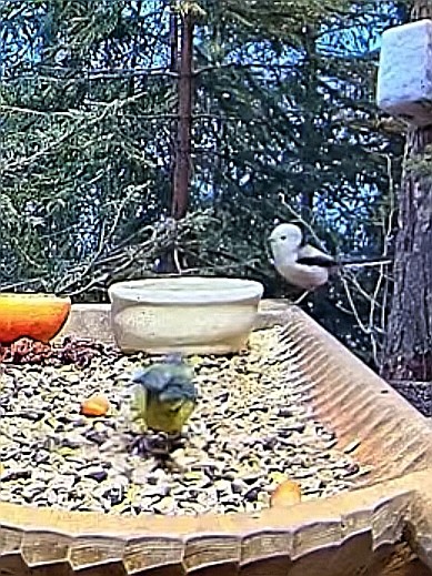livebirdspoland_684eb967bbab9917a7640ddf9558b727.jpg