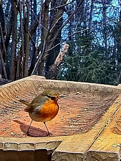 livebirdspoland_c5dd20a66d6a27358021036ed29ac530.jpg