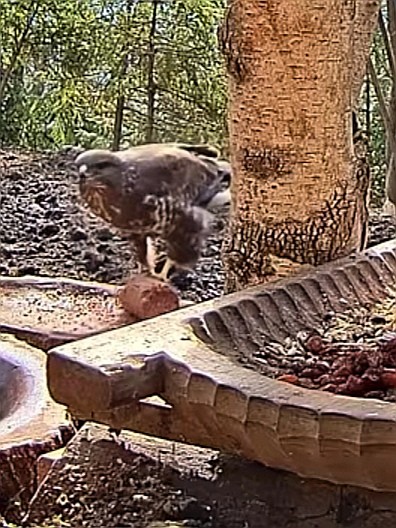 livebirdspoland_03e2e827ffb3aca519380fdab79d2ac9.jpg