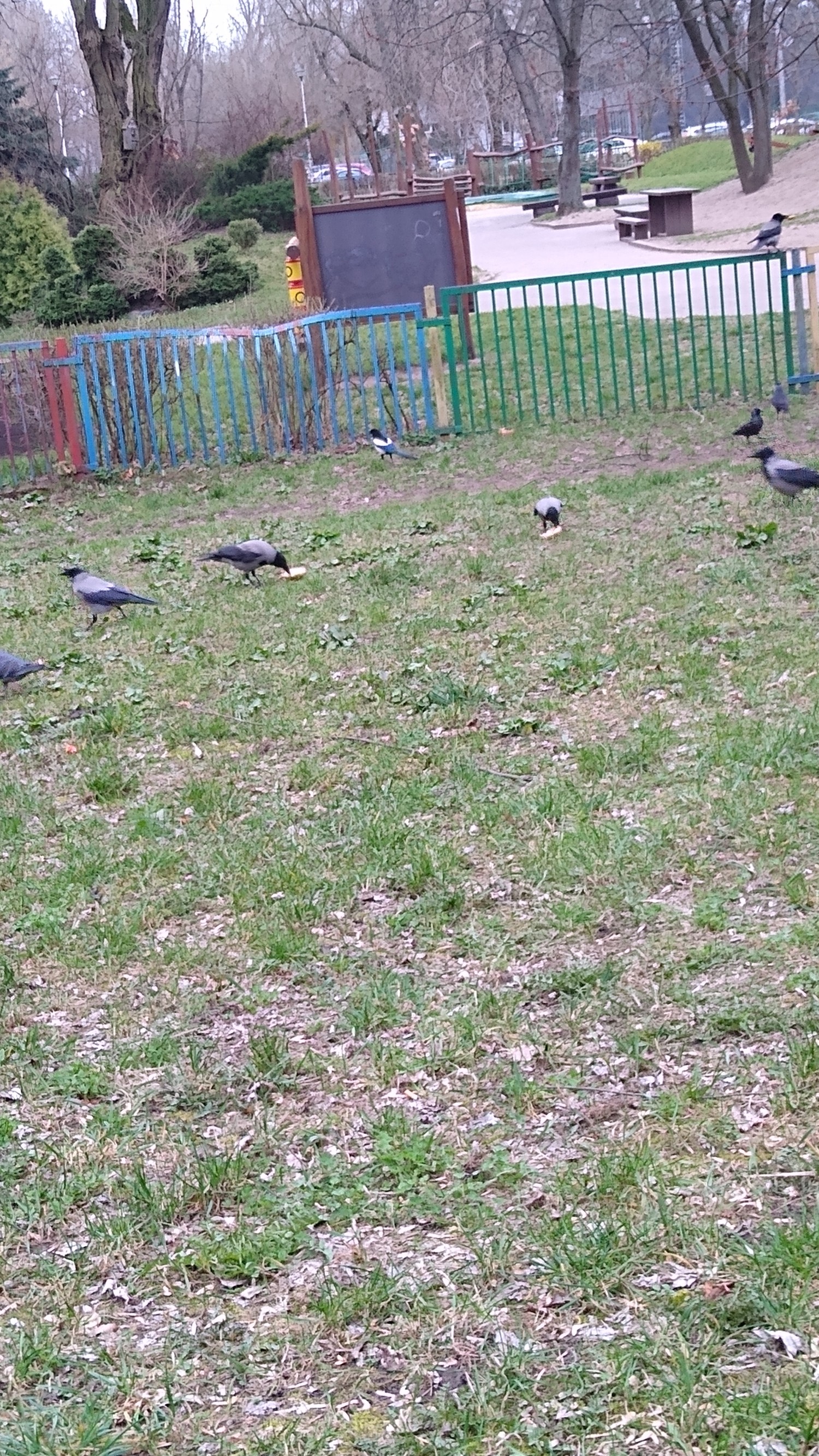 livebirdspoland_3783179d623efef1b5302a46ab9f7b8e.jpg
