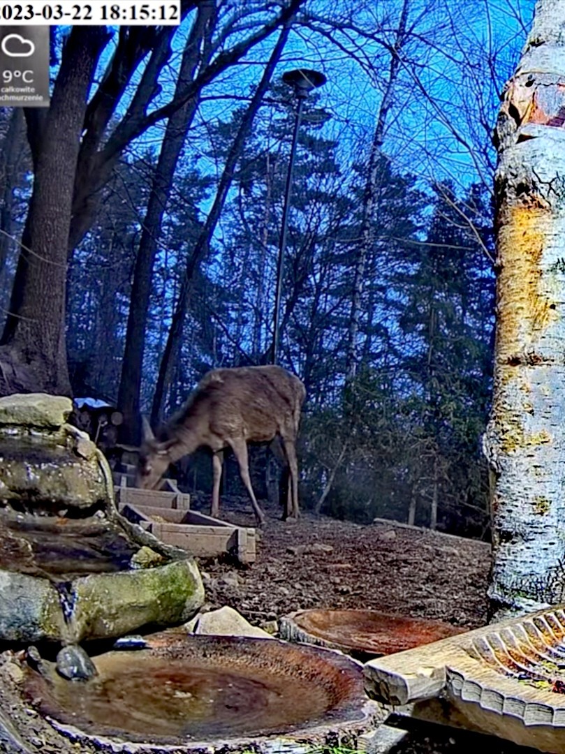 livebirdspoland_27091c21ec45194e8d6fcb96c0a4f764.jpg