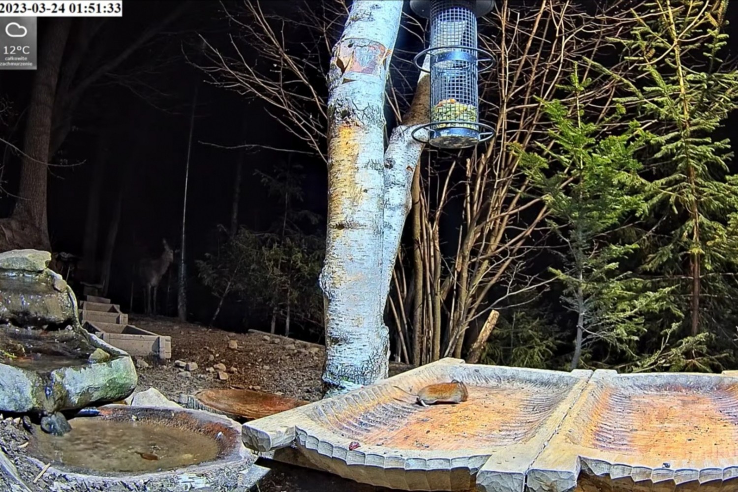 livebirdspoland_7ca2fbc149d2f74b9cf5548a48518364.jpg