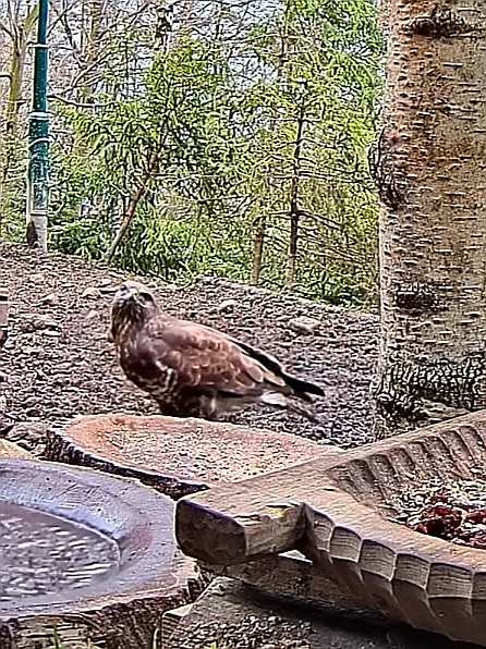 livebirdspoland_91931951ca7c8d53233ecf68913f9bd8.jpg