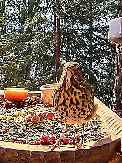 livebirdspoland_1c6ffff8c4c7626d7ac5d21395ef8770.jpg