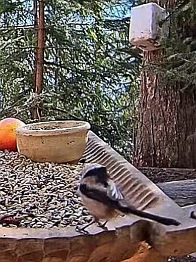 livebirdspoland_a03e56dc137cdfcb3847c2d9f8db80b5.jpg