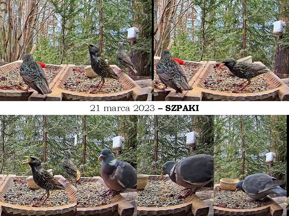 livebirdspoland_2031de754d25162d1364c7095ec18d38.jpg