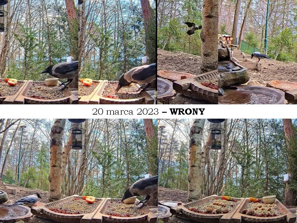 livebirdspoland_e180eef406aa97bbce3adb6622fab044.jpg