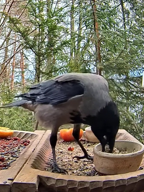 livebirdspoland_803151aedd2de9cb656797a78378fb27.jpg