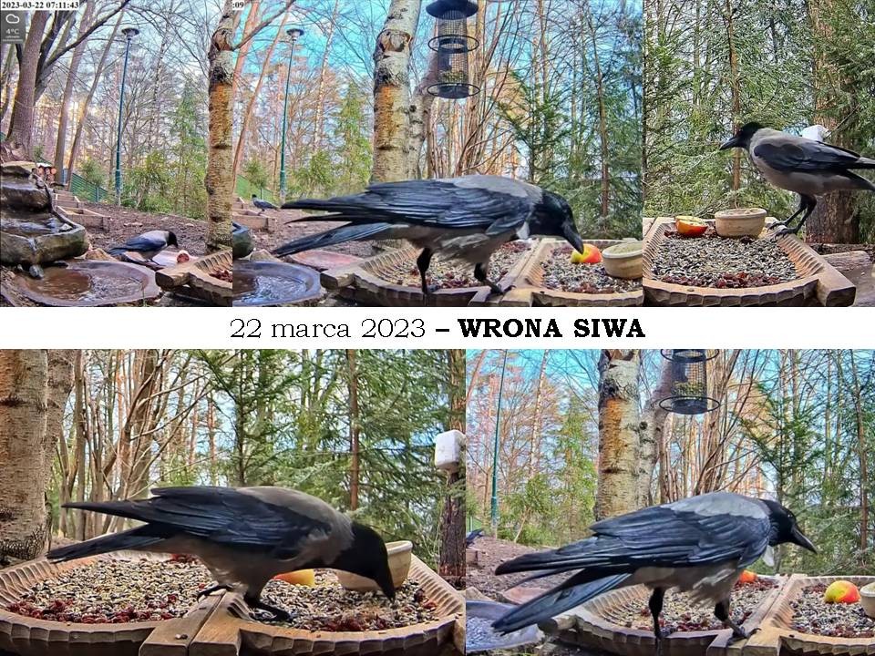 livebirdspoland_b142d948d1b485c8d9d0f743065cecaf.jpg