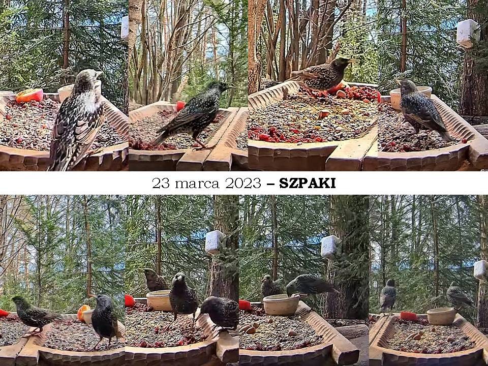 livebirdspoland_3d202874996351d4ad6c67e5f5b18cb6.jpg