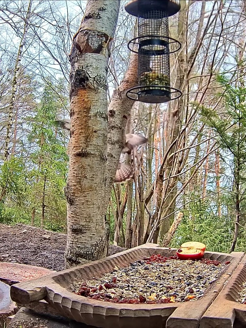 livebirdspoland_c105b929a8ff0d31a71e08fef685afde.jpg