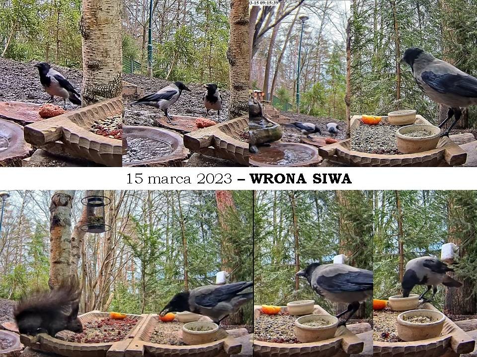 livebirdspoland_2cc9fff30da89a3c93c2bfbbdd184360.jpg