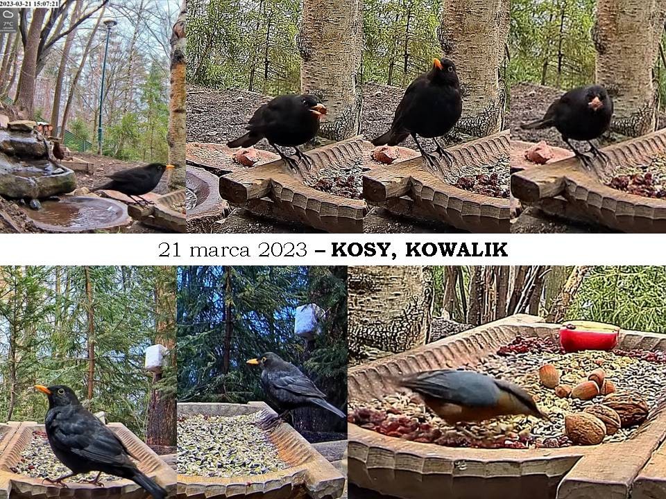 livebirdspoland_4cb6141c5a23a2cf0418f60d920dd41b.jpg