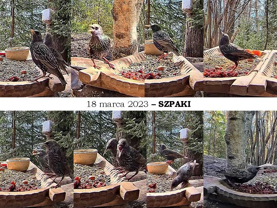 livebirdspoland_31fdb989fd6895763605bb8820563183.jpg