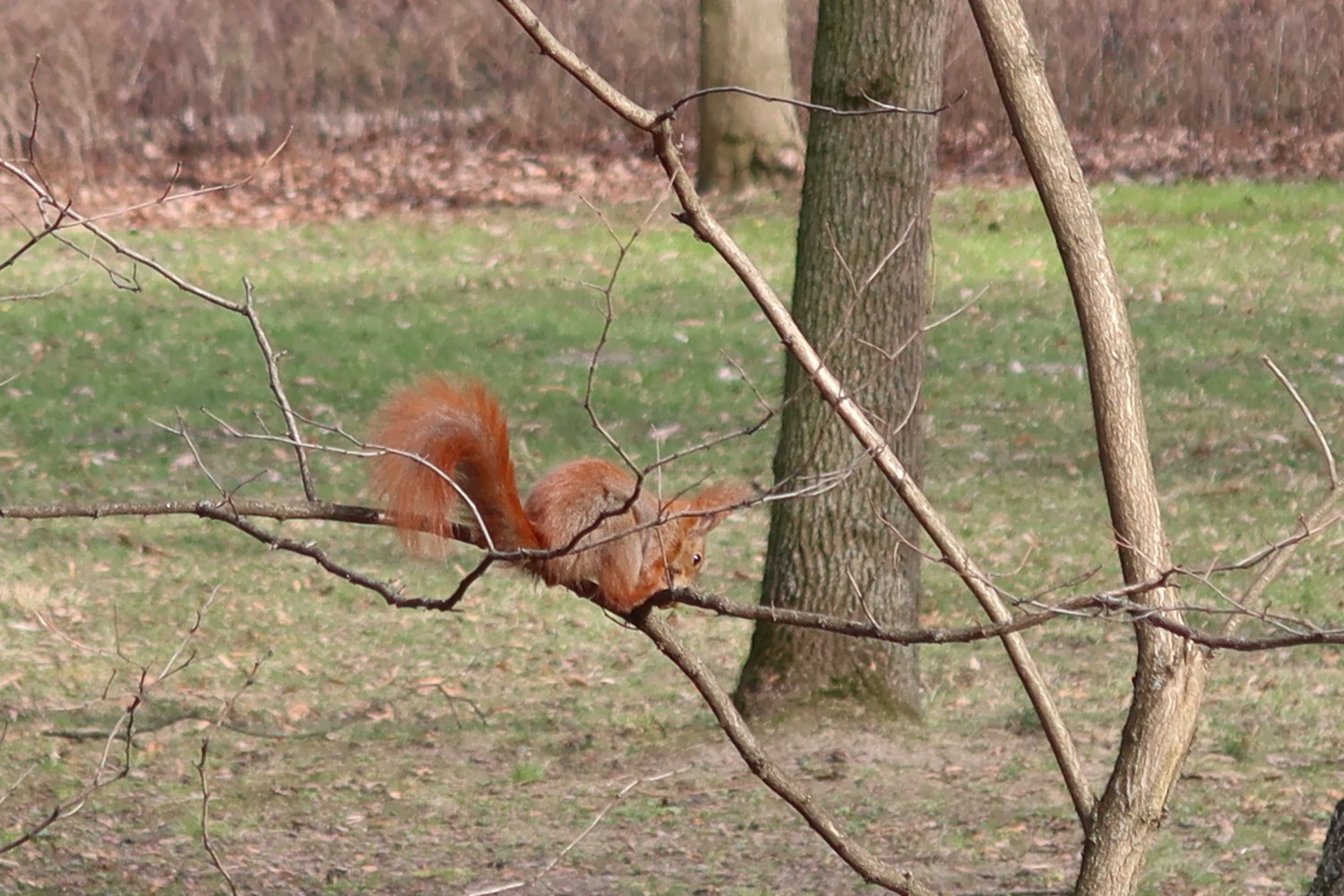 livebirdspoland_45c8ff38f85a653b6d59586edd2283da.jpg