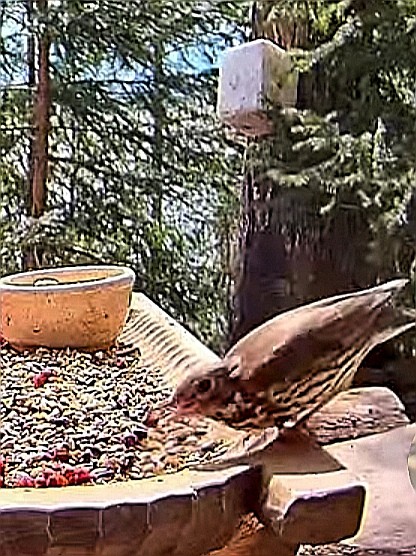 livebirdspoland_30c1df8d6ff4711b73ff09674eb8cee6.jpg