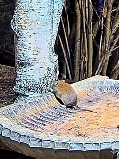 livebirdspoland_3eacf5147ef94fdf6ace2dcd3f9d27fa.jpg