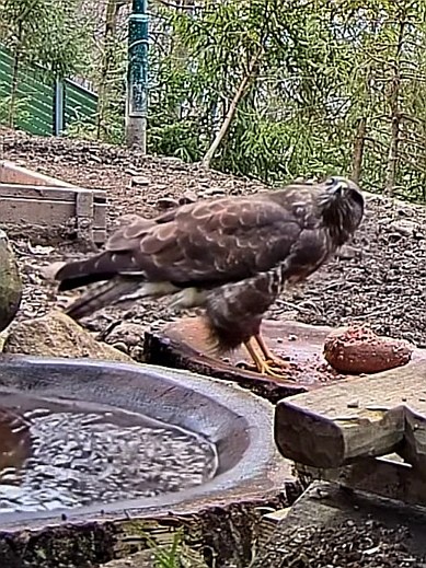 livebirdspoland_2e6637e6351d24a6f565c3b723fac123.jpg