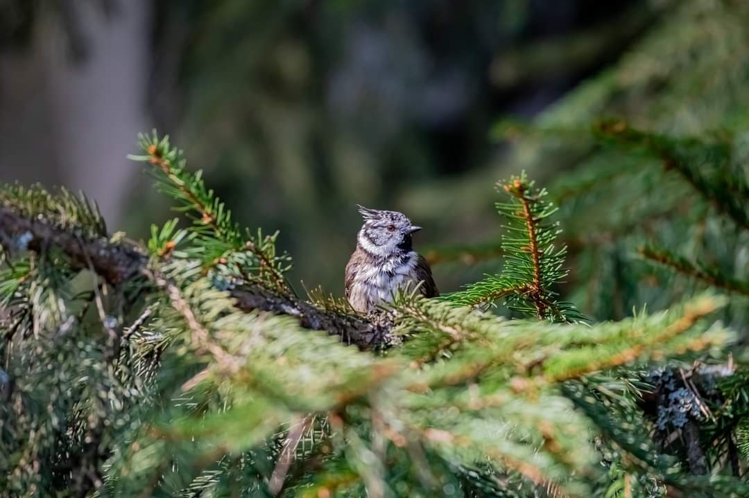 livebirdspoland_efca75b4a2e09f6cb0b5611f5b46794e.jpg