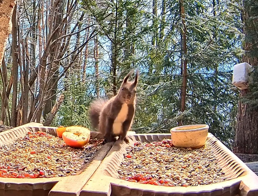 livebirdspoland_b6e954395c783f73dcd644ff21236413.jpg