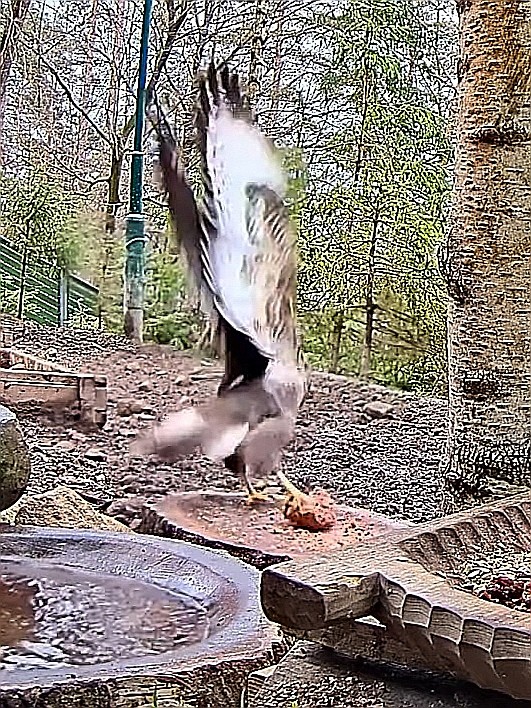 livebirdspoland_1e7d51e1e5914ec12d23cf79ad018b17.jpg