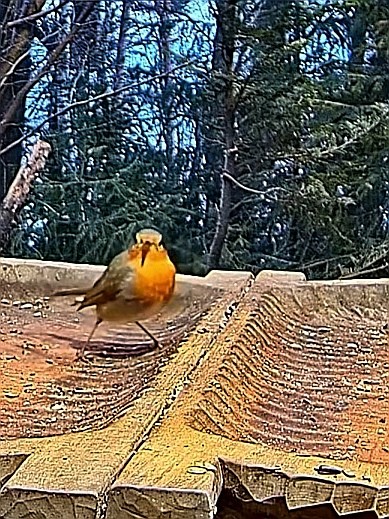 livebirdspoland_cead28aa023a881a00c4d082a132ffe1.jpg