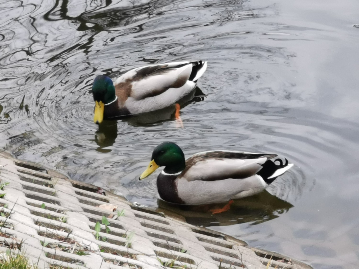 livebirdspoland_511b2eacdcc788d2e0cd111e246fbbdf.jpg