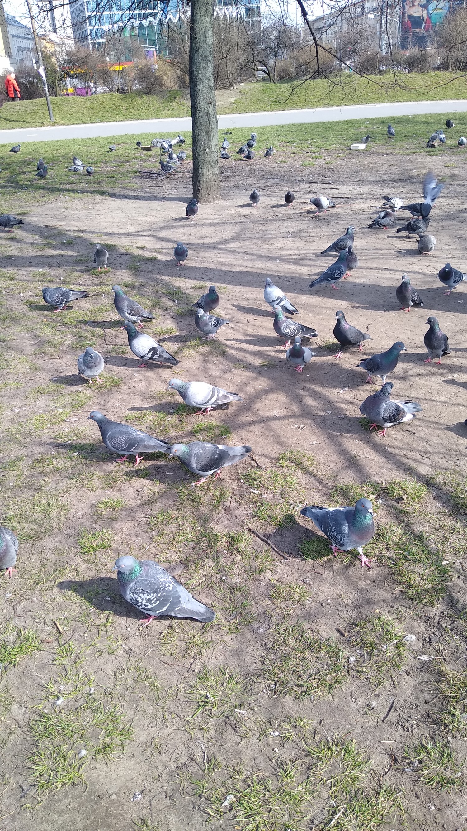livebirdspoland_a409e8234bd6f827bb6496e9aab2e96e.jpg