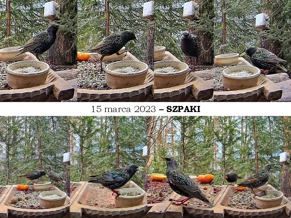 livebirdspoland_85c4e02a645c09f608db0b1e72f35101.jpg