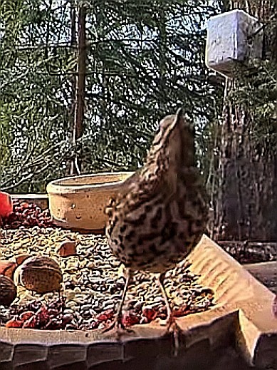livebirdspoland_e37eb63287580828e4b8fc2d8b23793f.jpg