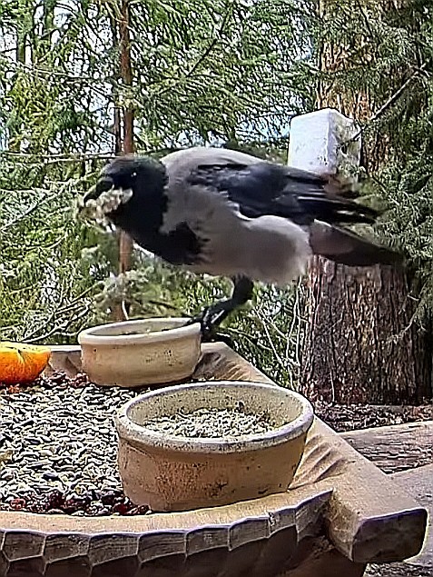 livebirdspoland_8f6e01162dc772d9dc92735e901be07e.jpg