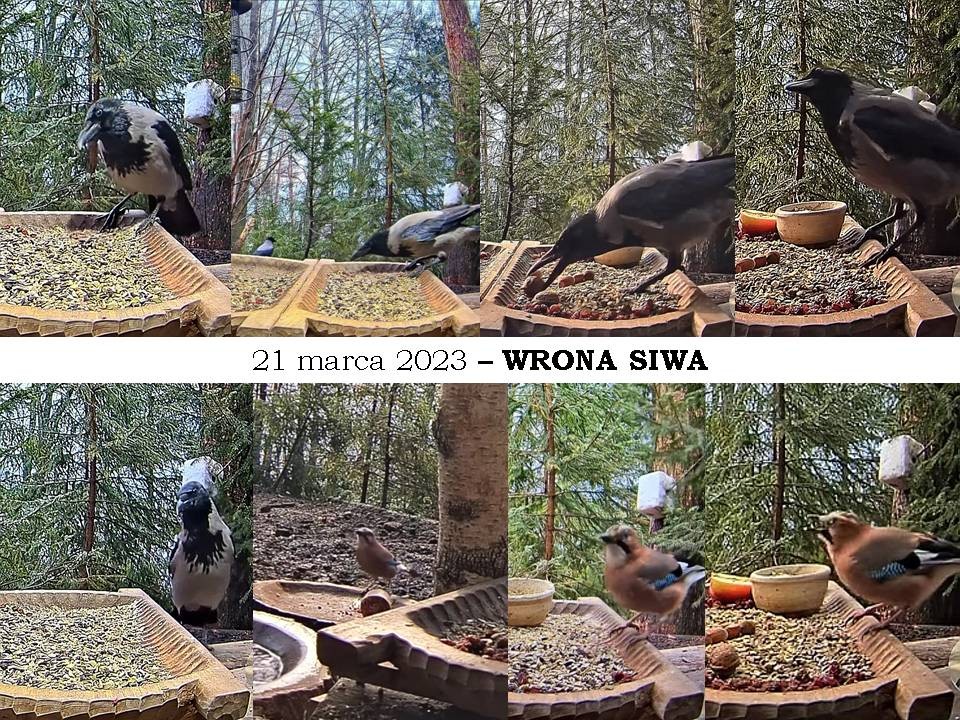 livebirdspoland_7a32fd14a0d09ef36c273303664db352.jpg